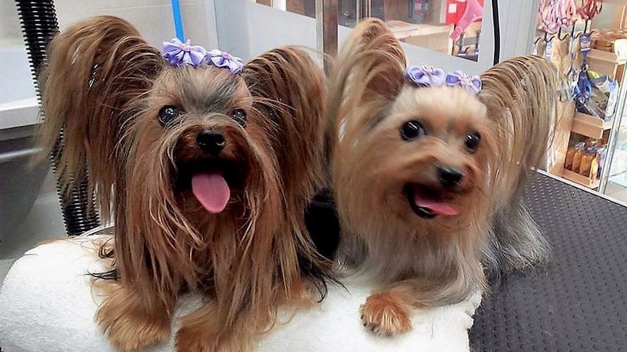 Pet Love Spa